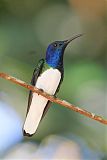 White-necked Jacobinborder=